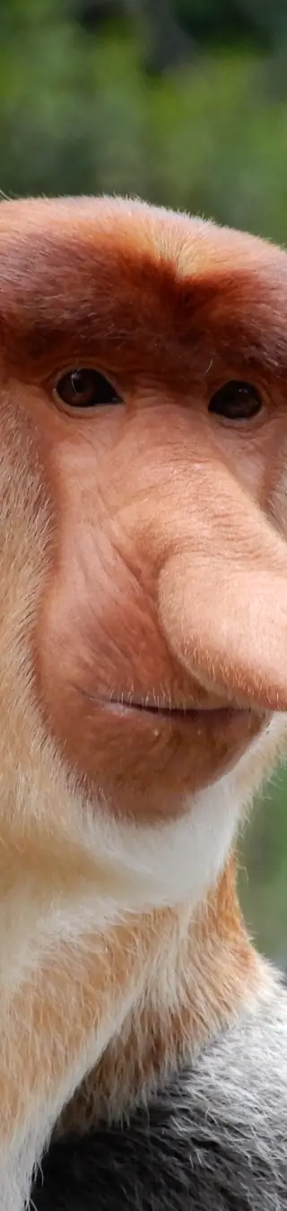 Triff auf die unverkennbaren Langnasenaffen im Bako Nationalpark